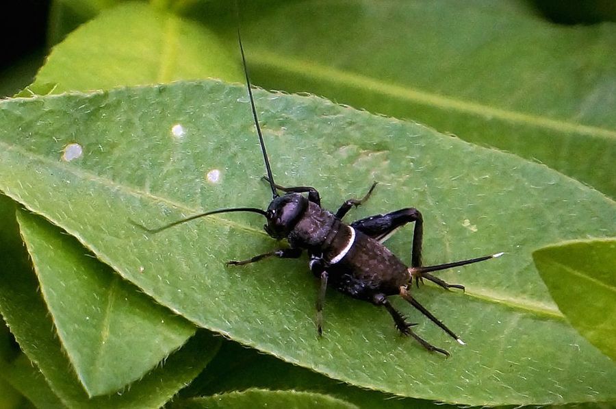 m_ngsazg_78_b3c's tweet photo. [The cricket nymph in the corridor shakes its small head carrying a tiny cockchafer—what a cute little scene!]， https://t.co/biYRk0Y91X