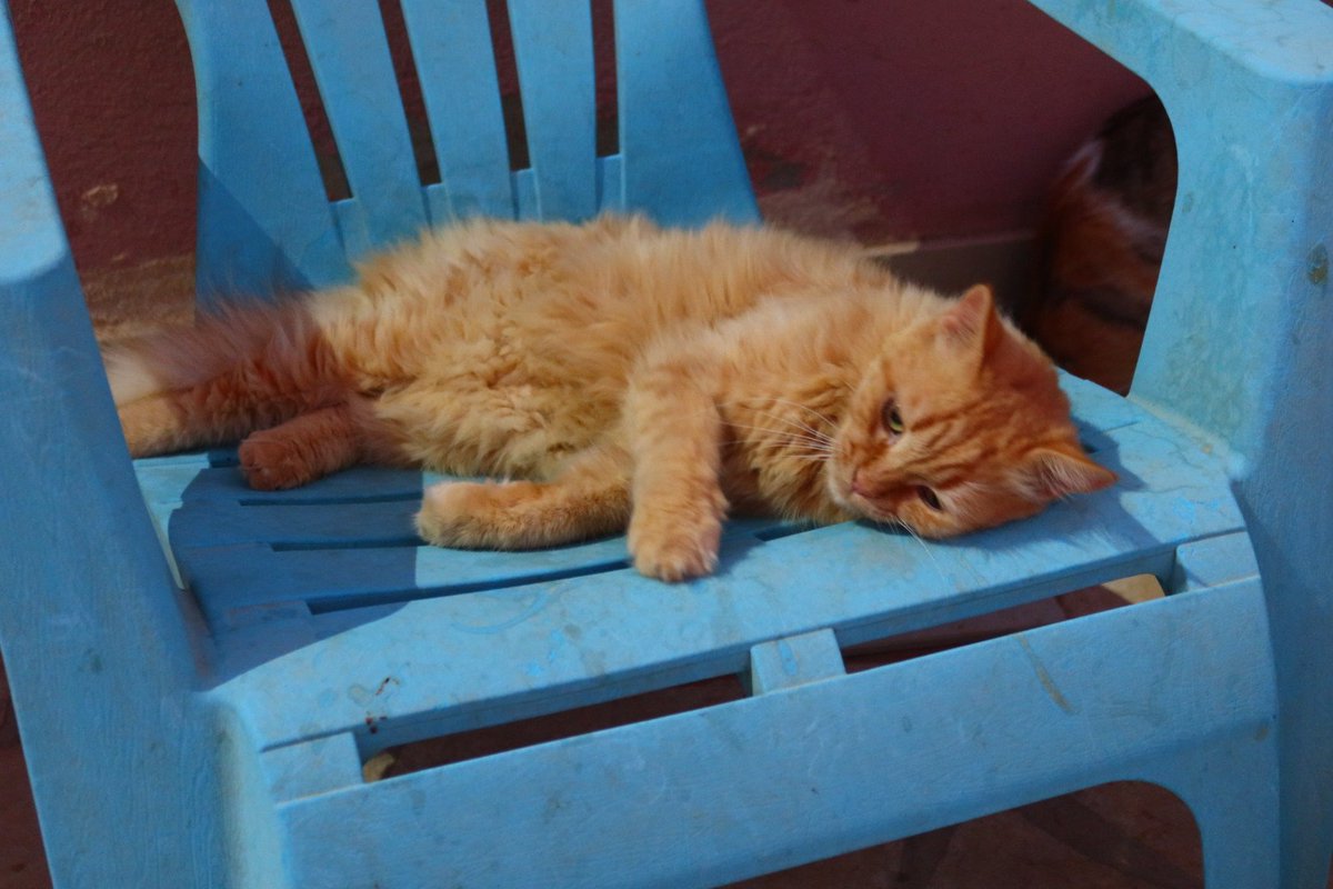 father_of_cat_'s tweet photo. 🐾 قط ذكر للتبني – الرياض 🐾

❤️ يبحث عن منزل آمن ومحب ودائم.

✅ مخصي
✅ مطعم
📍 الرياض، السعودية

🏡 التبني للمسؤولين فقط.

📞 0563815844 https://t.co/DCSB2SdcYb
