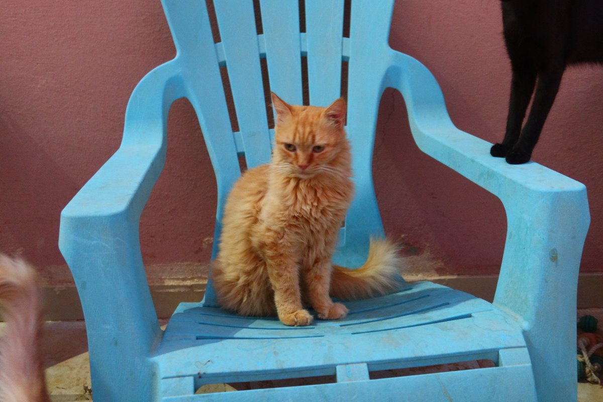 father_of_cat_'s tweet photo. 🐾 قط ذكر للتبني – الرياض 🐾

❤️ يبحث عن منزل آمن ومحب ودائم.

✅ مخصي
✅ مطعم
📍 الرياض، السعودية

🏡 التبني للمسؤولين فقط.

📞 0563815844 https://t.co/DCSB2SdcYb