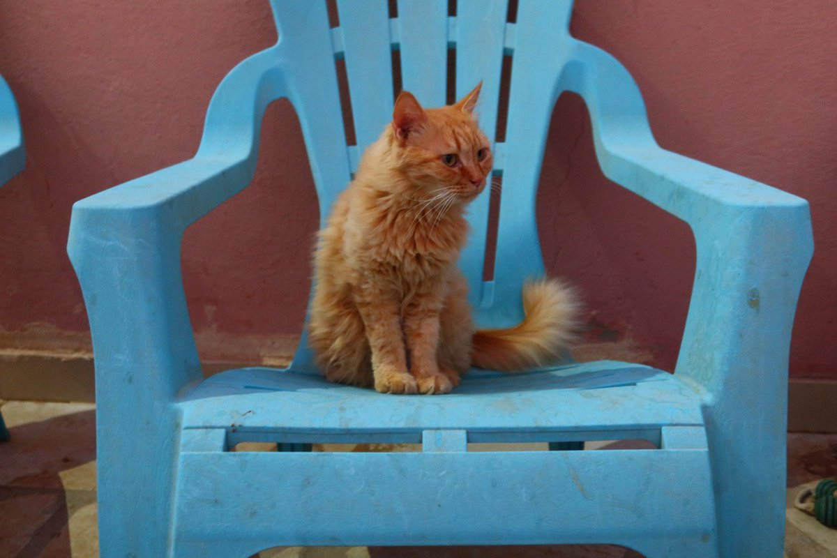 father_of_cat_'s tweet photo. 🐾 قط ذكر للتبني – الرياض 🐾

❤️ يبحث عن منزل آمن ومحب ودائم.

✅ مخصي
✅ مطعم
📍 الرياض، السعودية

🏡 التبني للمسؤولين فقط.

📞 0563815844 https://t.co/DCSB2SdcYb