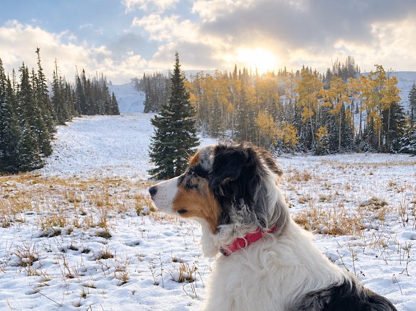 ChaseThomason's tweet photo. ❄️ FIRST SNOW OF THE SEASON!

Brian Head Resort picked up nearly 1 inch of snow overnight into Sept. 29, officially marking the first snowfall of the season! 🌨️🏔️

Fresh snow is covering the mountain while the fall colors are still showing off. Talk about a transition! 🍂❄️

Brian Head is scheduled to open for the winter season on November 6, weather permitting.

Winter is coming, Utah! 🎿