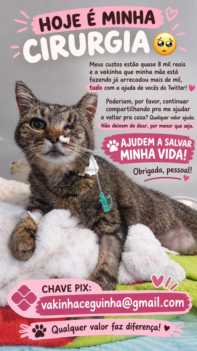 miawollf's tweet photo. CHAVE PIX: vakinhaceguinha@gmail.com
POR FAVOR COMPARTILHEM!! preciso de ajuda para salvar a vida da minha gatinha, QUALQUER VALOR AJUDA MUITO, POR FAVOR. ‼️‼️ https://t.co/I5vldlOviR