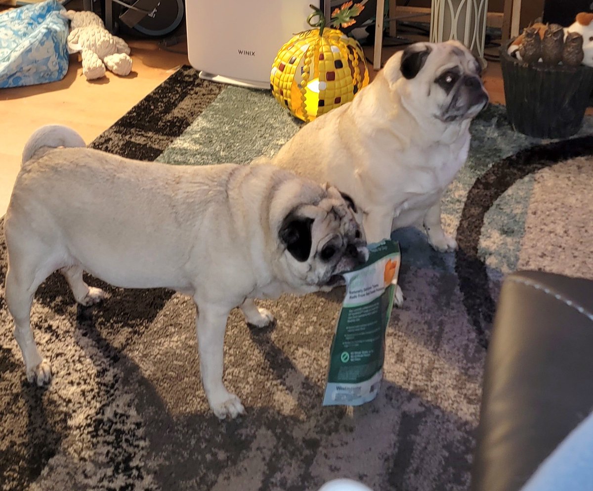 SarahPug12's tweet photo. Guess what Stella and Orange want? ๐ค๐ค๐ค๐คฃ๐คฃ Happy Tuesday evening friends ๐ค #Stella #Crazygirl #Orange #BoyBoy #Siblings #SweetPotatoes https://t.co/D9STirGFD9
