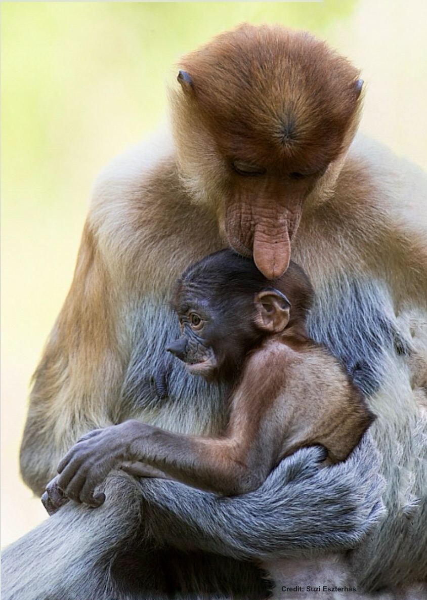 DrTOMontgomery's tweet photo. Nowhere safe to flee:
A heart-wrenching report says so many proboscis monkeys were burned in the Kalimantan fires because they were caught between the flames and human firefighters—and they fear humans as much as fire.

I'll post the link, but it contains very upsetting images. https://t.co/y6gWfupiNl