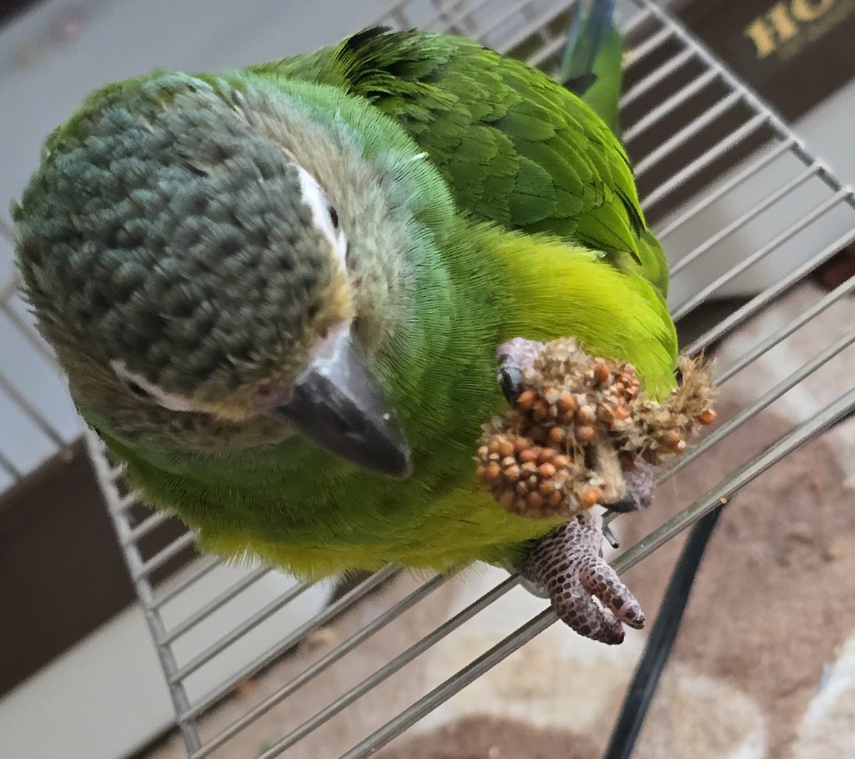 kikiakiryou0608's tweet photo. 香ちゃん
放鳥前に掃除機かけたのに
外でおやつを食べる😱 https://t.co/c51MscTX4H