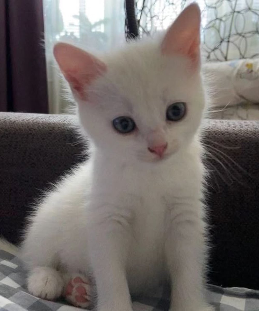 Sunhe1r's tweet photo. Eu, milkshake, Luna e ele 💜 https://t.co/2V8SmZ2keF