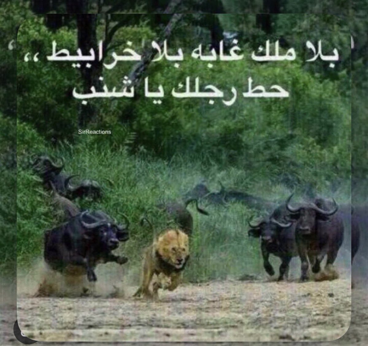 iljmil's tweet photo. #بلا_نقاب_٢٠٣٠ 
بلا نقاب بلا خرابيط حطي رجلك https://t.co/TmwpLkoulo