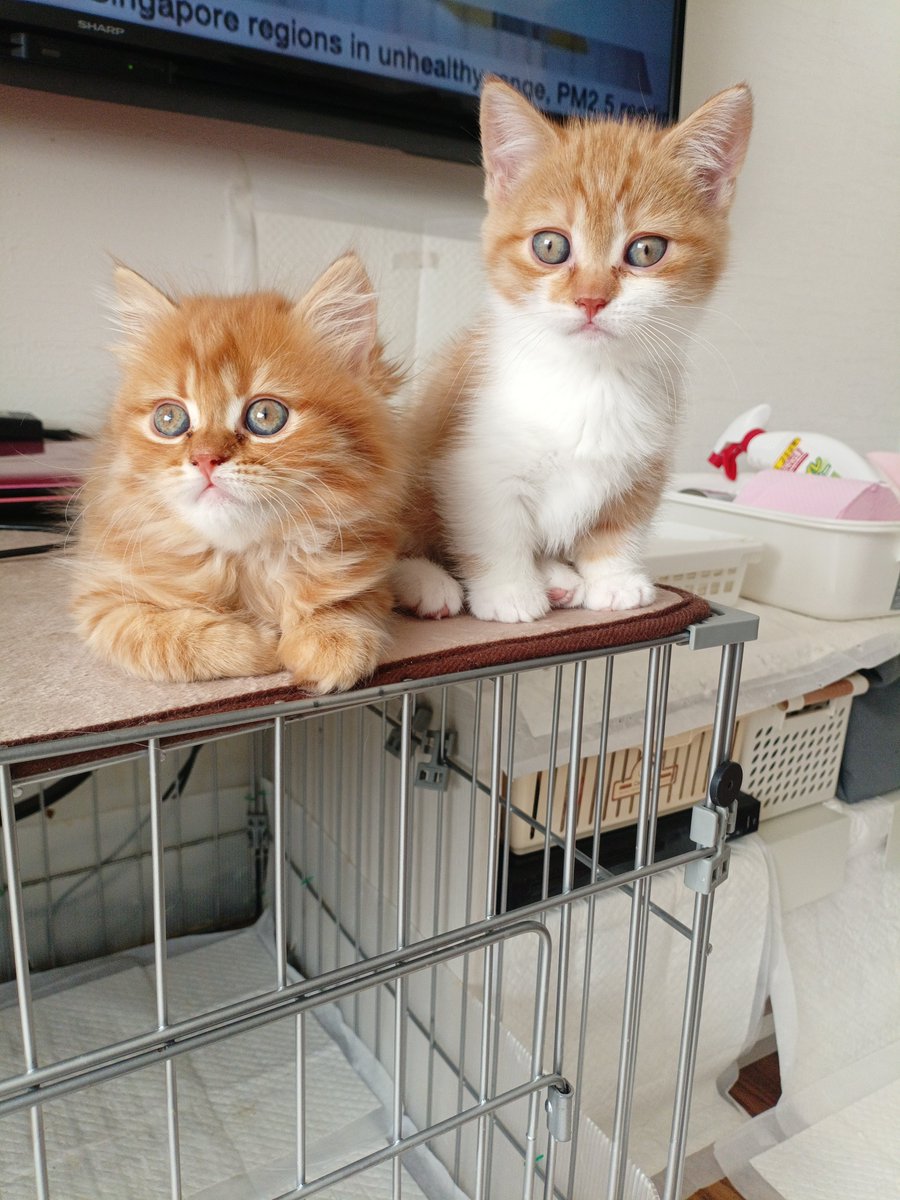 cathousetantan's tweet photo. 今日の子猫たち
マット新調したら茶トラズ気に入ったようです
何となく保護色っぽいのが良いのでしょうか
#マンチカン #子猫 #ご家族様募集中 #猫好きさんと繋がりたい https://t.co/WT7erdDIWs