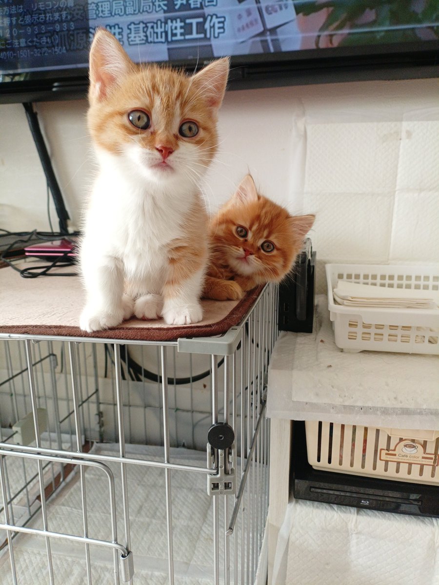 cathousetantan's tweet photo. 今日の子猫たち
マット新調したら茶トラズ気に入ったようです
何となく保護色っぽいのが良いのでしょうか
#マンチカン #子猫 #ご家族様募集中 #猫好きさんと繋がりたい https://t.co/WT7erdDIWs