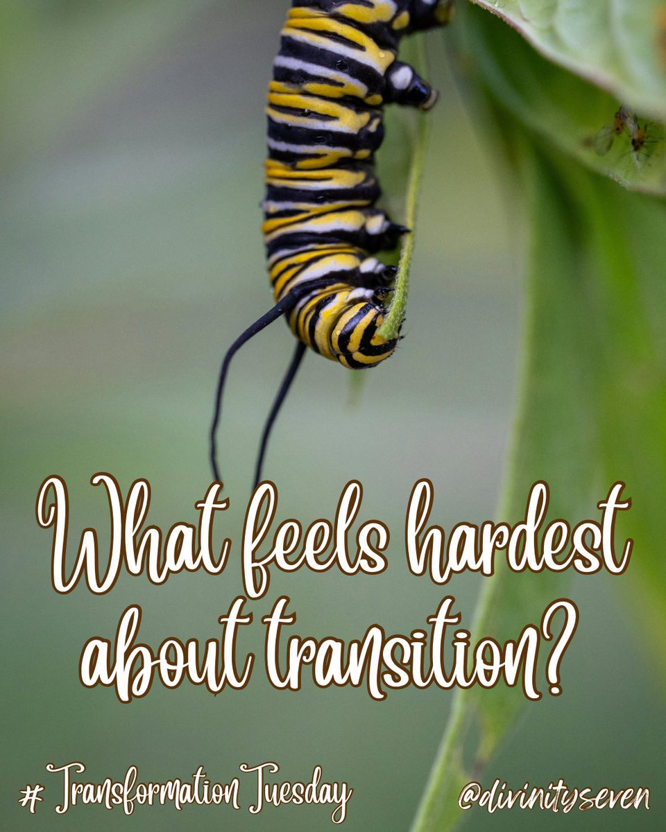 SevenDivinity's tweet photo. #TransformationTuesday
What feels hardest about transition?

Maybe it’s the part about starting again that really resonates. The distinction between starting over and starting from zero is powerful.✨🦋✨ https://t.co/S8V75b0Wu3