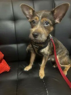 KeithOlbermann's tweet photo. BELLA IS MISSING IN BROOKLYN: last seen at 49th and 5th, she's 11 pounds and chipped:
985113010684452. If you've seen or found her please call 888-466-3242 and PLEASE RT BELLA! https://t.co/BdPLiCxId8