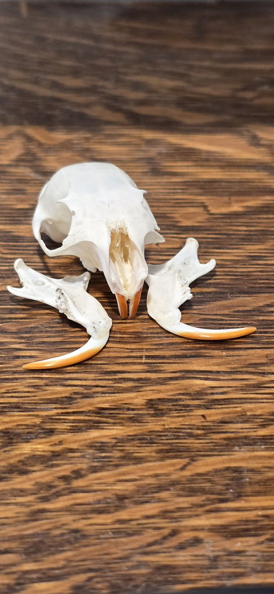 wfreestone's tweet photo. Squirrel 🐿️ or #mythosaur #Mandalorian #starwars #skull https://t.co/dvHJFdLaOa