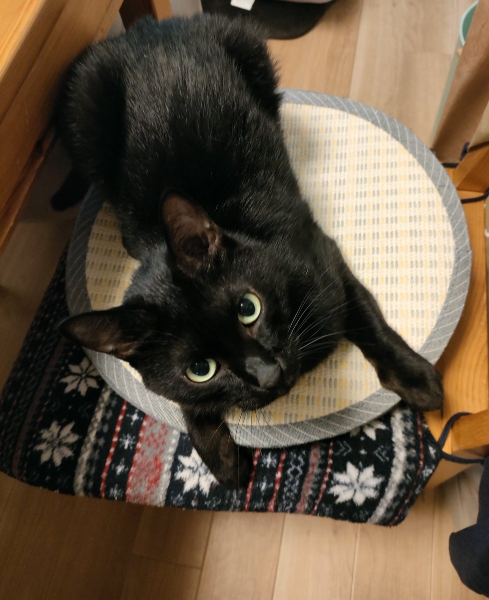 CalicoCat_Chiyo's tweet photo. おはようにゃん
ここぼくの場所　どかないからね
#黒猫 https://t.co/ADA8QRLjtl