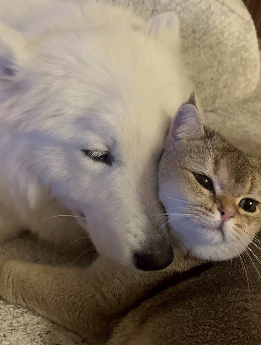 lalisamgger's tweet photo. “Hello everyone! My name is Lam. Nice to meet you all!” LISA via LFamily!! We finally got the official introduction of Lambo to the LFamily 😂🫶🏽 https://t.co/18lDqavrIT