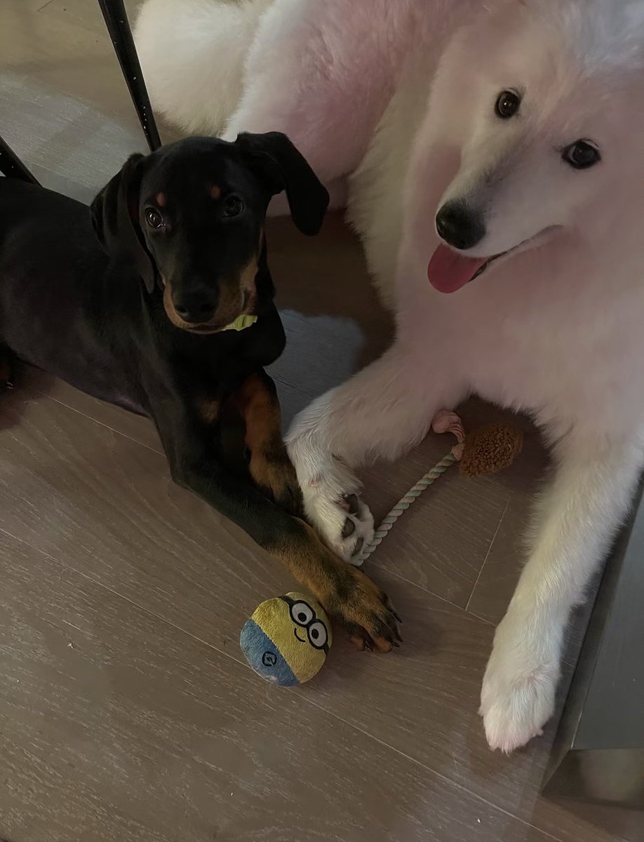 lalisamgger's tweet photo. “Hello everyone! My name is Lam. Nice to meet you all!” LISA via LFamily!! We finally got the official introduction of Lambo to the LFamily 😂🫶🏽 https://t.co/18lDqavrIT