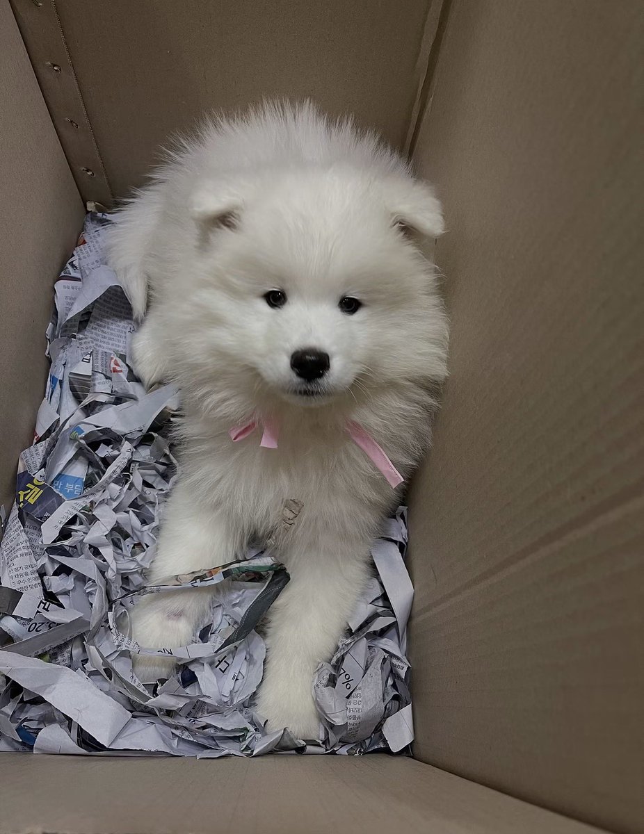 lalisamgger's tweet photo. “Hello everyone! My name is Lam. Nice to meet you all!” LISA via LFamily!! We finally got the official introduction of Lambo to the LFamily 😂🫶🏽 https://t.co/18lDqavrIT
