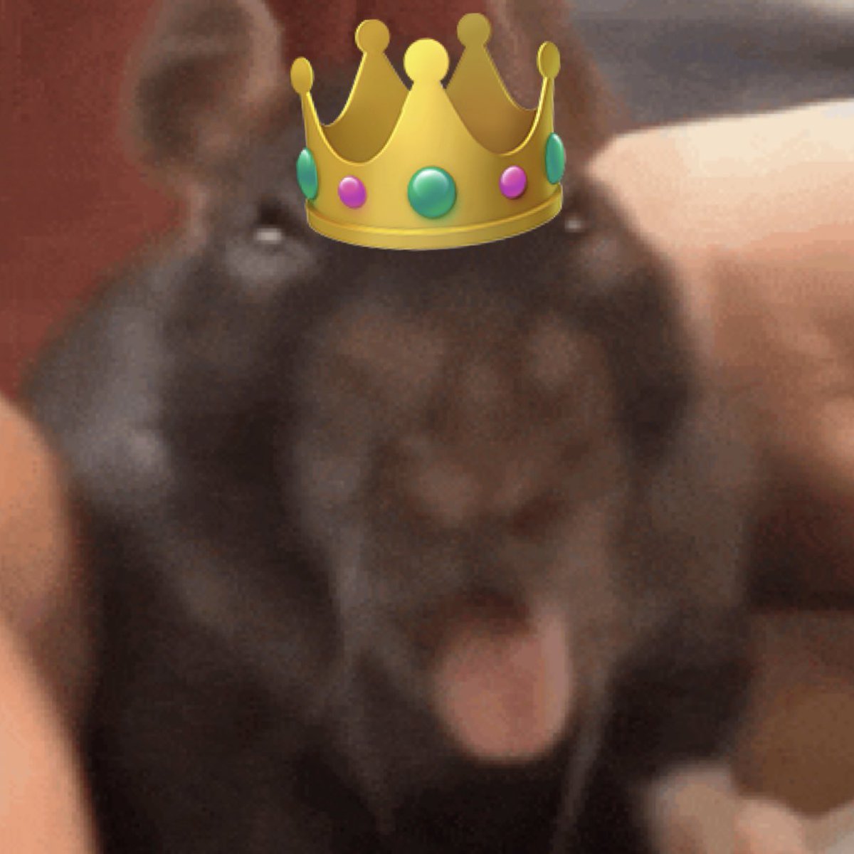 GripAshford's tweet photo. THE RAT KING HAS FUCKING KILLED THE TROUBADOUR AND STOLEN HIS TWITTER ACCOUNT. 

YOURE WELCOME EVERYONE. 

#VOTERATKING‼️ https://t.co/qFTzGM55FX