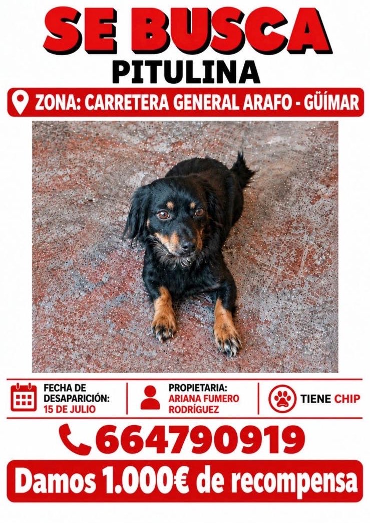 Imanolzuaznabar's tweet photo. Hace tres meses se perdió esta perrita entre Güímar y Arafo en Tenerife.

Es un caso que me da mucha pena porque su dueña ha empapelado los pueblos y buscado en cada rincón, y cada día intenta que se difunda en RRSS.

Si pudierais compartirlo sería un detalle.

Gracias❤️ https://t.co/BEopusnkiV
