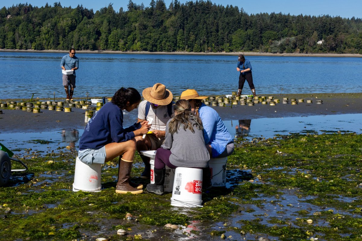 nwtreatytribes's tweet photo. The Suquamish Tribe and Puget Sound Restoration Fund are trying different outplanting techniques for cockles, growing them in PVC tubes similar to how shellfish farmers in Puget Sound raise geoduck.

https://t.co/Jxl4MxeS4Q https://t.co/dOzTQ3vYs0