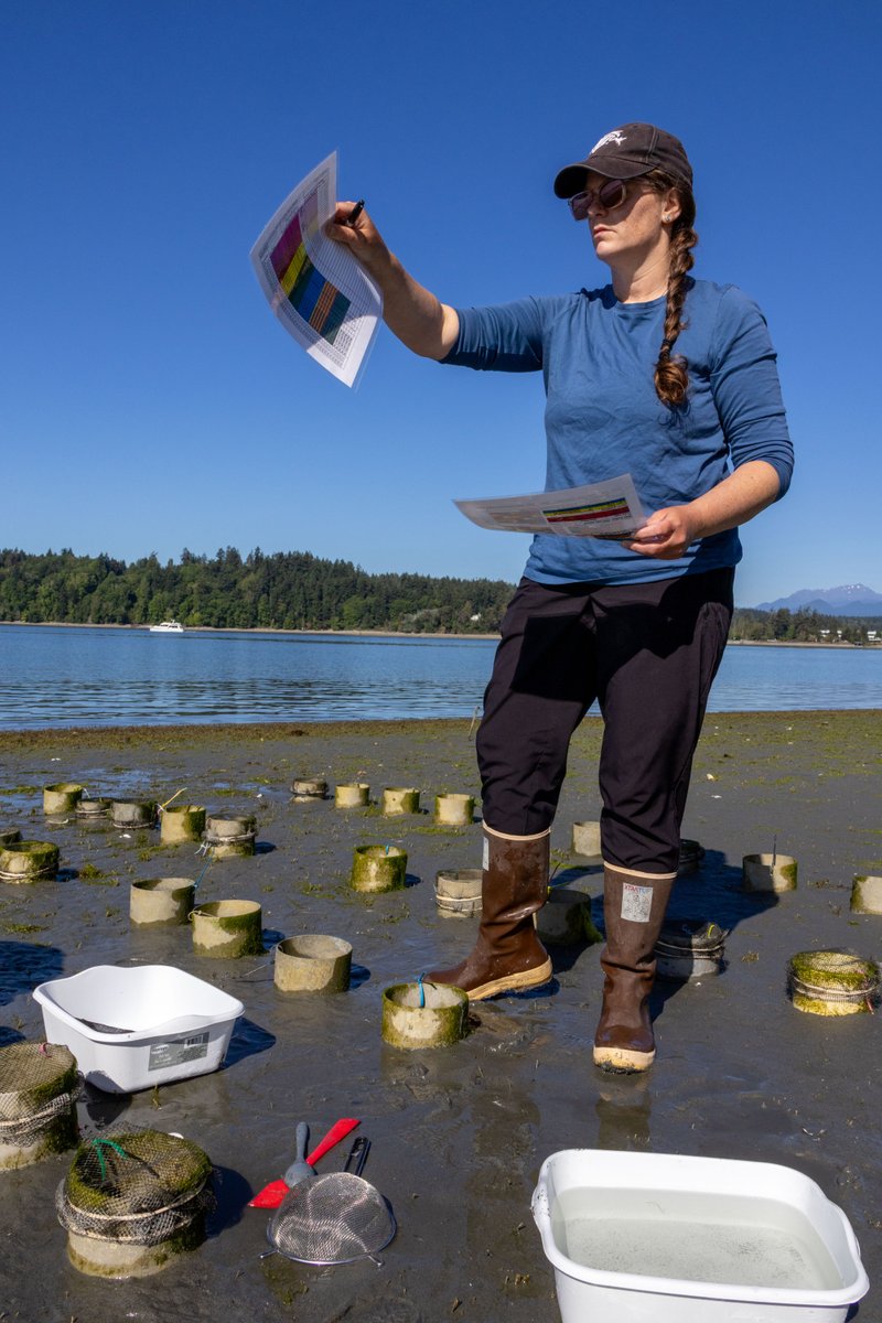 nwtreatytribes's tweet photo. The Suquamish Tribe and Puget Sound Restoration Fund are trying different outplanting techniques for cockles, growing them in PVC tubes similar to how shellfish farmers in Puget Sound raise geoduck.

https://t.co/Jxl4MxeS4Q https://t.co/dOzTQ3vYs0