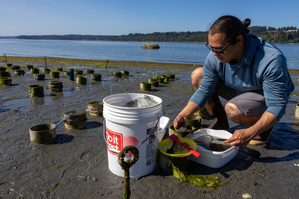 nwtreatytribes's tweet photo. The Suquamish Tribe and Puget Sound Restoration Fund are trying different outplanting techniques for cockles, growing them in PVC tubes similar to how shellfish farmers in Puget Sound raise geoduck.

https://t.co/Jxl4MxeS4Q https://t.co/dOzTQ3vYs0