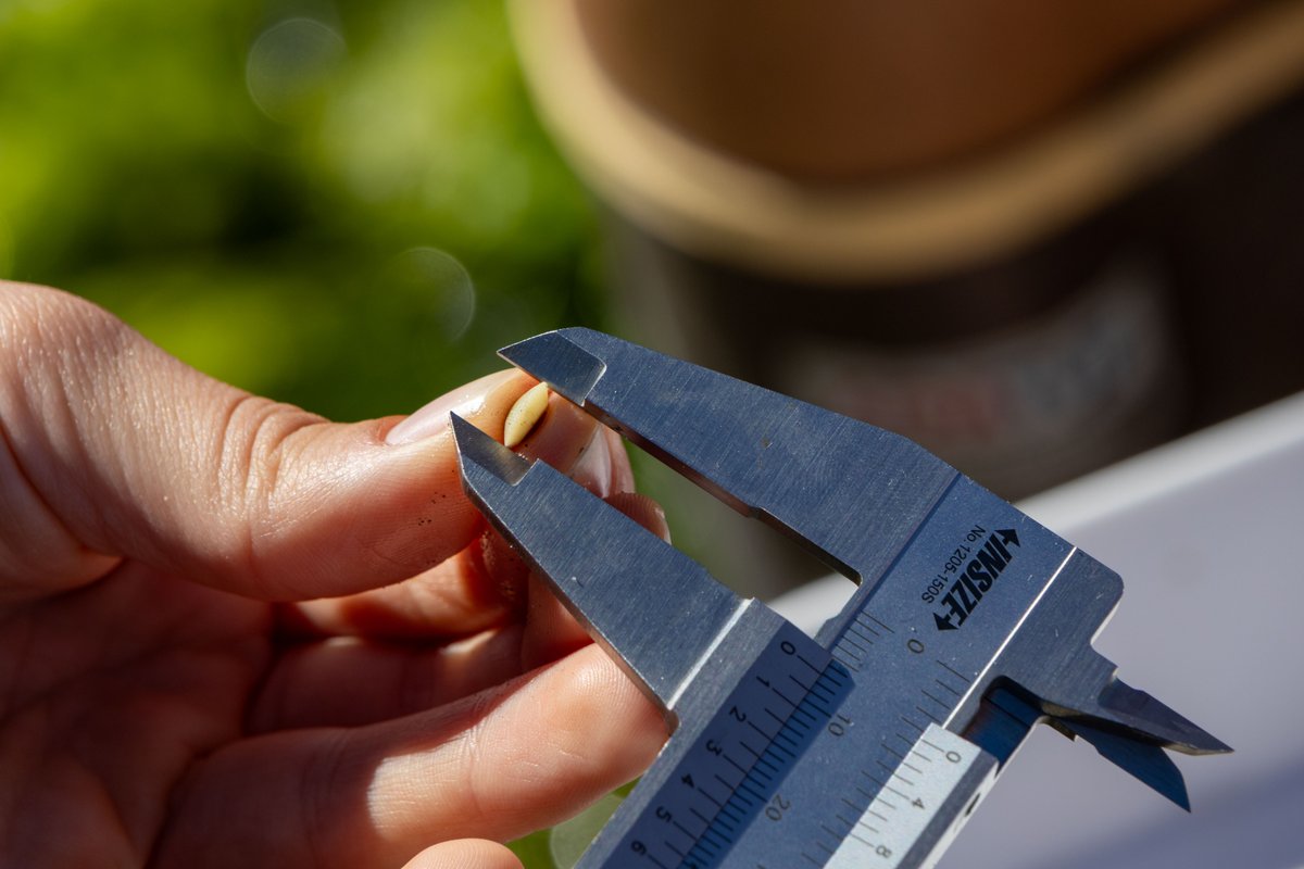 nwtreatytribes's tweet photo. The Suquamish Tribe and Puget Sound Restoration Fund are trying different outplanting techniques for cockles, growing them in PVC tubes similar to how shellfish farmers in Puget Sound raise geoduck.

https://t.co/Jxl4MxeS4Q https://t.co/dOzTQ3vYs0