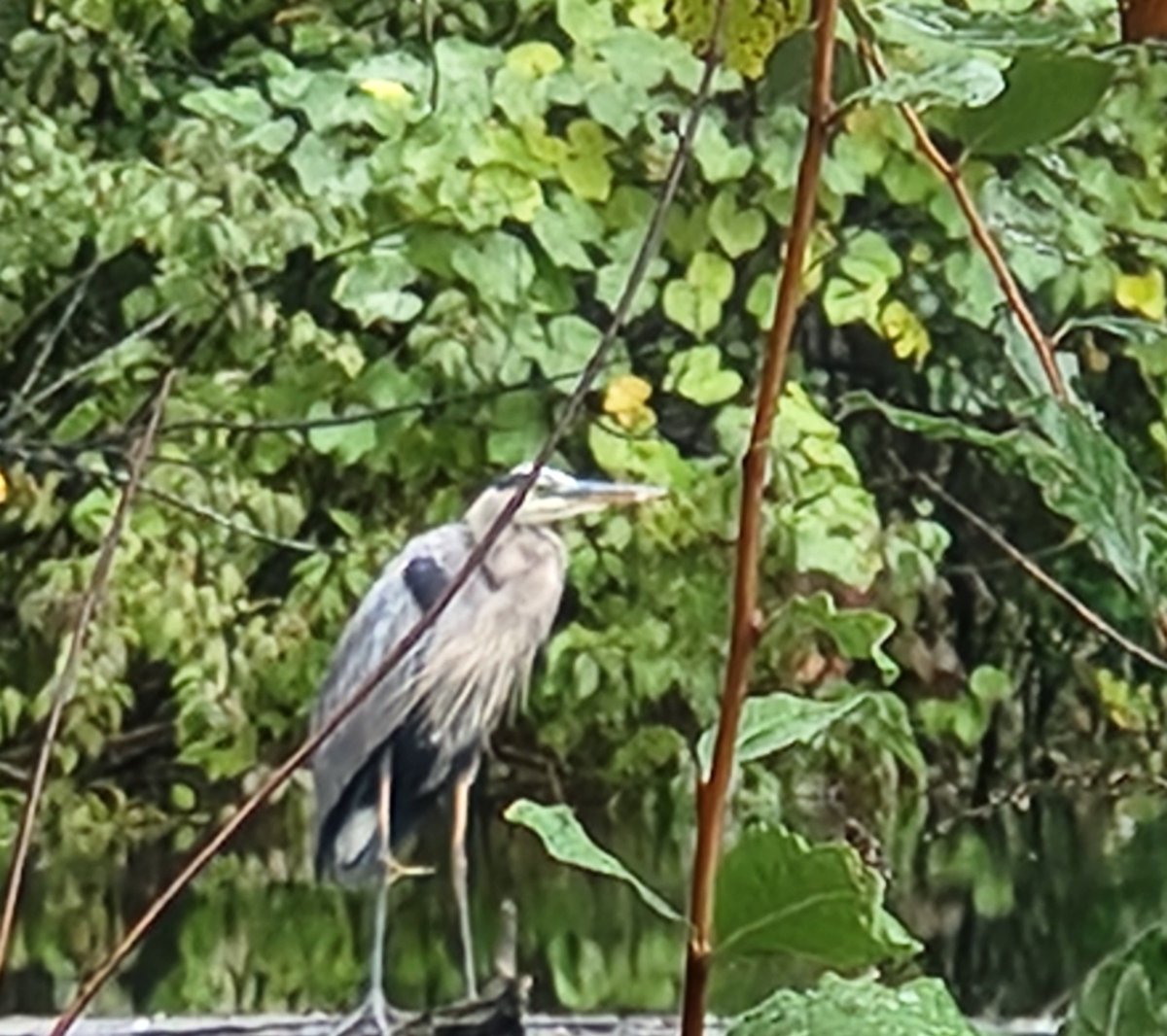 TimInCanton's tweet photo. Almost snagged this bad boy with a Senko yesterday... not my fault (mostly)... ha, snagged.. hello 1983...IYKYK https://t.co/ZoS5aAszJx