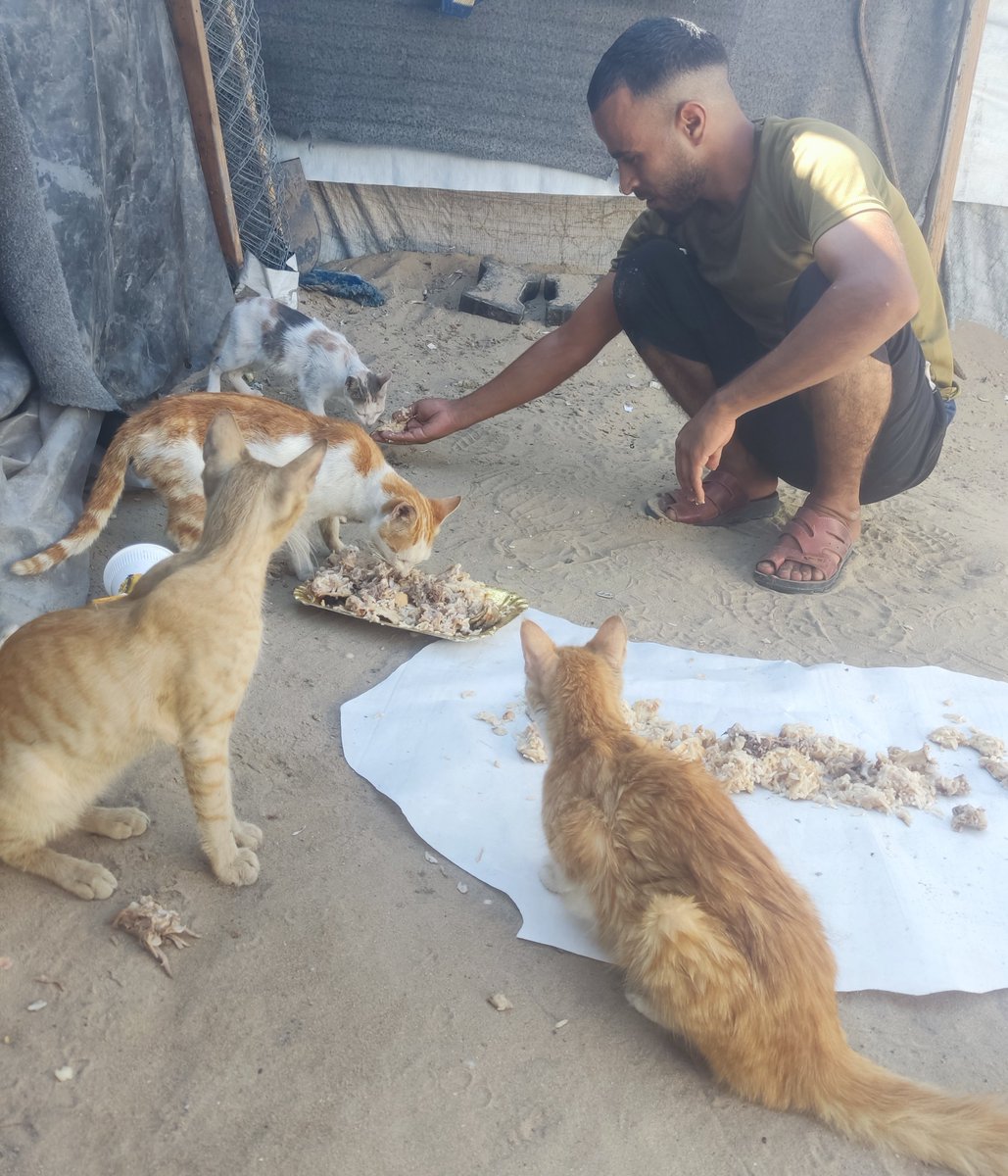 Ahmad_Salman_T's tweet photo. 🆘 I am trying to provide food for my family and the cats living with us amidst these harsh conditions.

Donations are our only source of support, as we lost everything we owned in the war.

Every contribution is appreciated and helps us.
https://t.co/MIkMc21vhd
#Gaza #Palestine https://t.co/NAzcpcqxlM