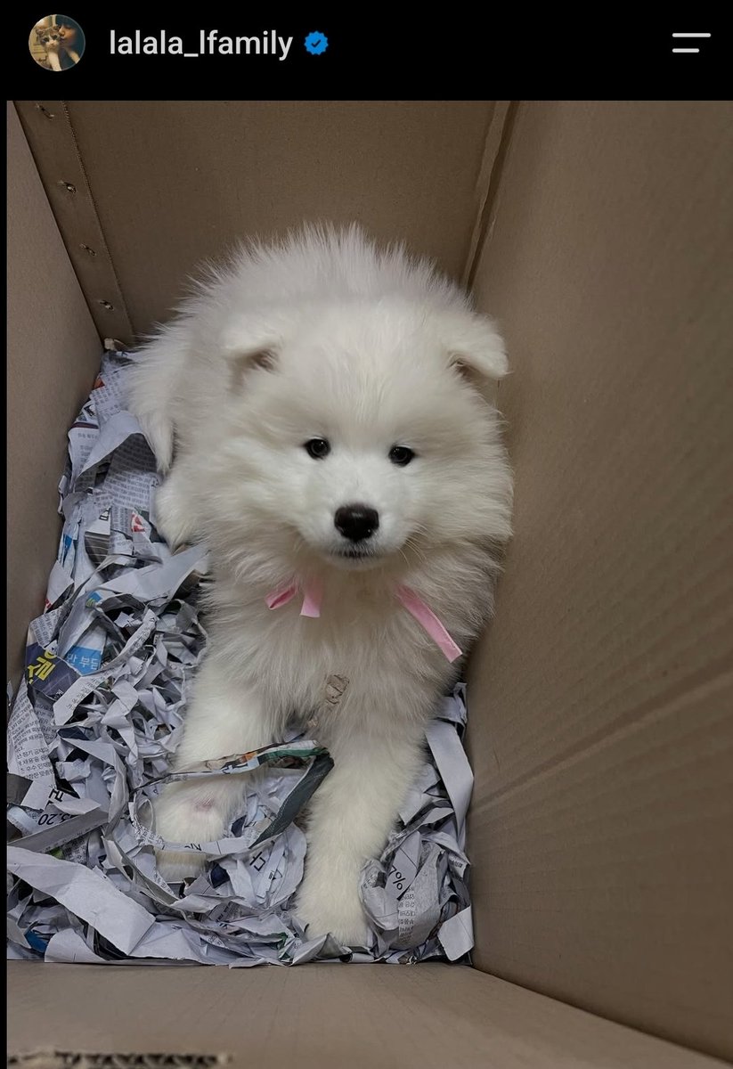 LISANATIONS_'s tweet photo. LISA L Family introduces its newest member "Lam"on IG! 🐾

“Hello everyone! My name is Lam. Nice to meet you all, and I hope you’ll take good care of me!”🥹🩷 https://t.co/LsGBfJpU0h