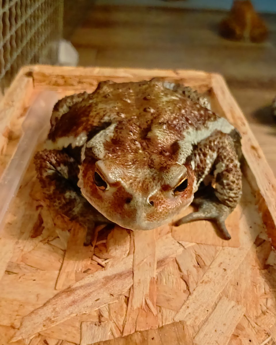 jyun_zou's tweet photo. おはヒキガエル✨️
#アズマヒキガエル
#ヒキガエル
#toad #bufo https://t.co/hmqMCbRs8m