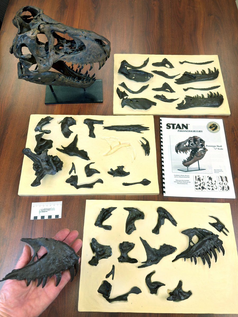 WitmerLab's tweet photo. For #TyrannosaurTuesday, here's @OhioU sophomore researcher Klazina McKeigan digging into the details of T. rex skulls using the brilliant 1/6-scale 3D print set of Stan (NHMAD 2020.00001) from @bhigr_ep. Klazina is training for a new project that you'll hear more about later! 🦖 https://t.co/A1vn7OYS9g