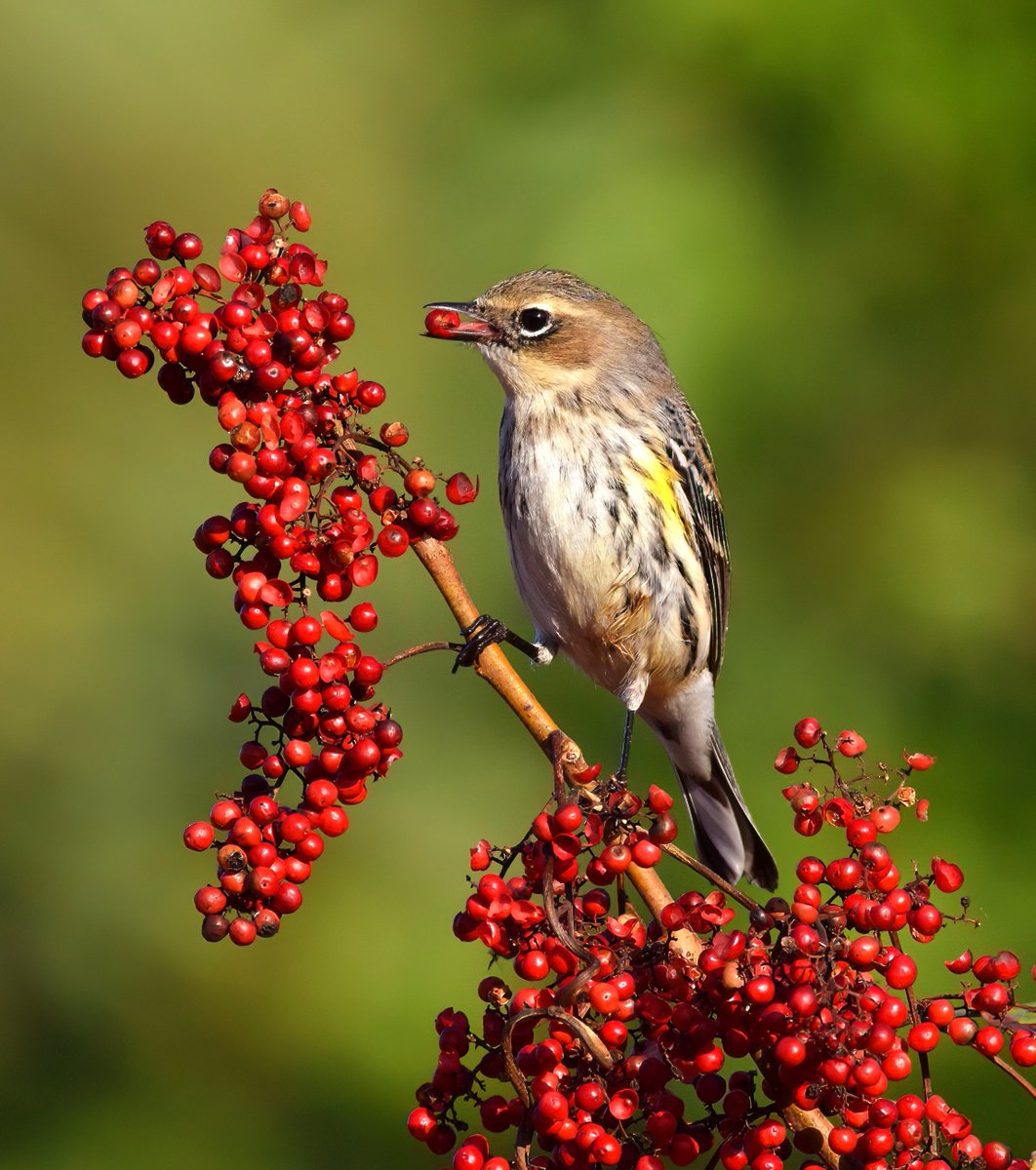 FLStateParks's tweet photo. Wide stretches of mangroves, marsh and pine flatwoods make Collier-Seminole State Park a good place to spot many different bird species.  

Because the landscape shifts from swamp to forest to prairie, visitors have plenty of chances to see different species in one trip. 

***  
📍: Collier-Seminole State Park 

💡: Plan your adventure at https://t.co/YhnWcMz9Bl. Before you visit, check the KNOW BEFORE YOU GO section on the park’s webpage for real-time updates and helpful information.   
.    
.    
#FLStateParks #CollierSeminole #TheRealFlorida #LoveFL