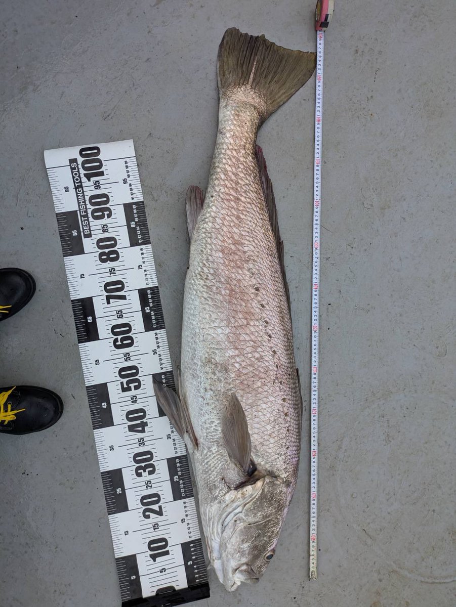 tokokaiun's tweet photo. 昨日の昼食にタンカー船で釣れた巨大オオニベのフライが出ました。食感はバラバラにならないタラのような感じでホクホクしてとってもおいしかったです。船長さんによると生より洋食がよく合うとのこと。司厨長さんにより刺身→ムニエル→フライと35食以上のおかずとなり完食しました🐟 https://t.co/DeBHxTuzwk