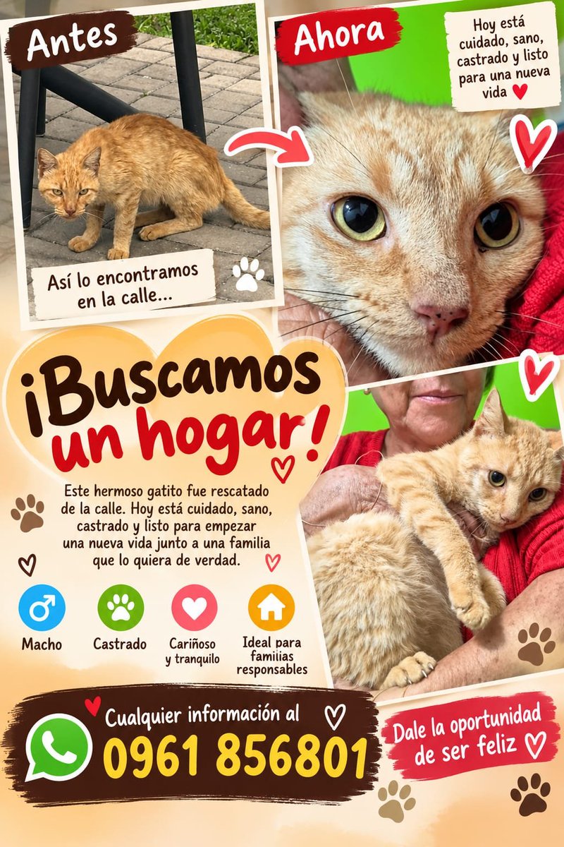 TiFaNiiii's tweet photo. Hasta que consiga hogar digno no paramos! 🙏❤️‍🩹
Compartan a full tíoz...
Este churrazo no merece volver a la Costanera! https://t.co/Cz50x0RTa0