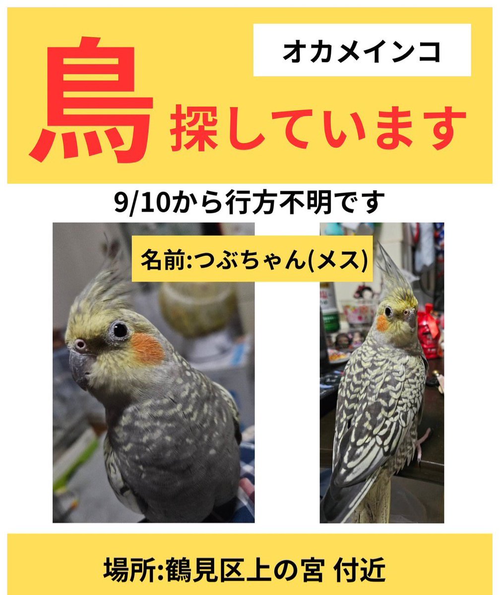 ojameinko's tweet photo. #神奈川県横浜市鶴見区
#ペット
#探しています
#オカメインコ

オカメインコつぶちゃん探しています。 https://t.co/woLBSDmfHm