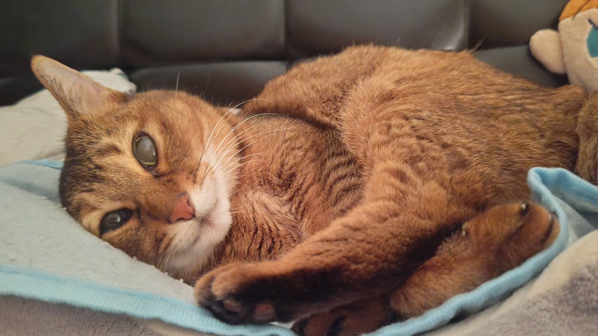 kikitolala1's tweet photo. おはようございます。

#猫のいる暮らし https://t.co/cpZJ2KmYJ1