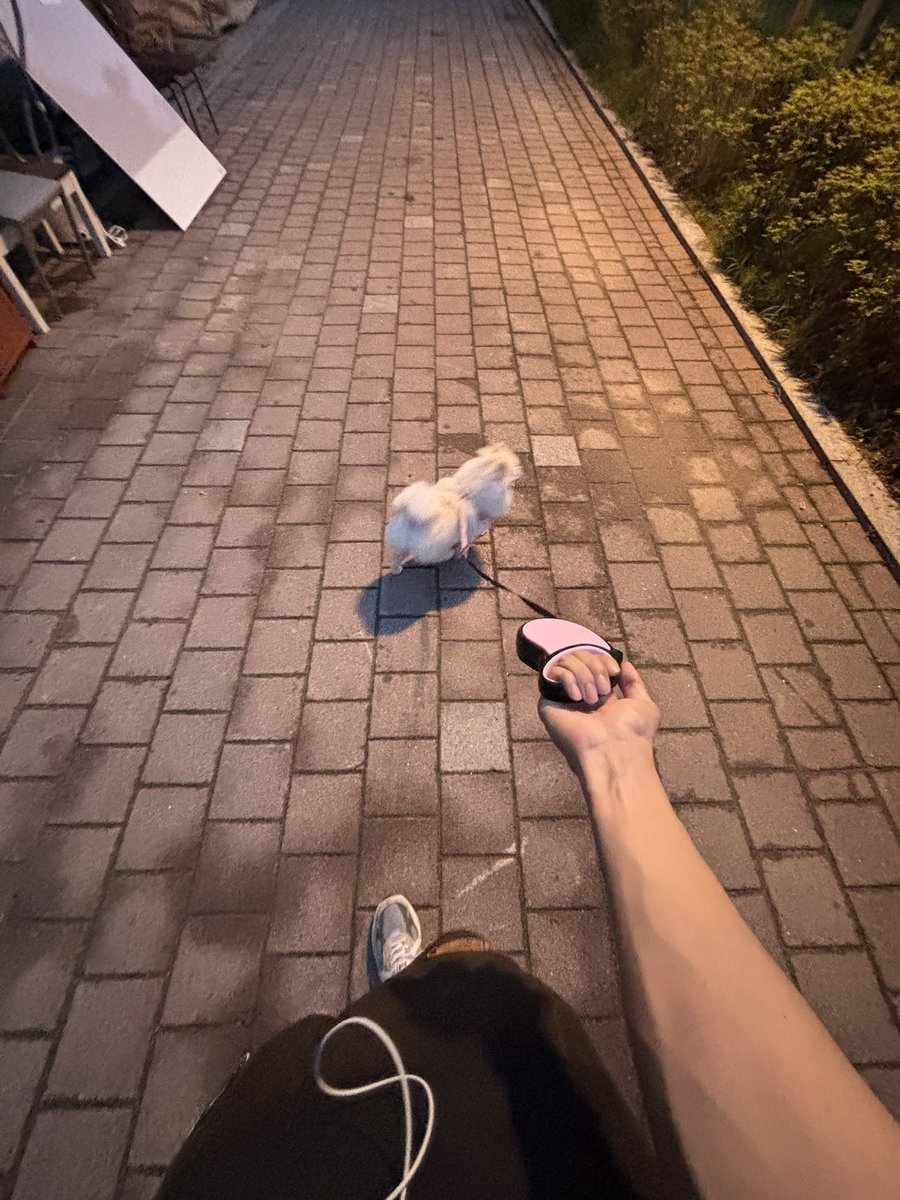 Peterpan3337's tweet photo. 뛰는 폼이 진짜 귀여움 https://t.co/BZLt4MUwOa