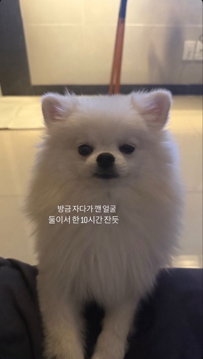 Peterpan3337's tweet photo. 뛰는 폼이 진짜 귀여움 https://t.co/BZLt4MUwOa
