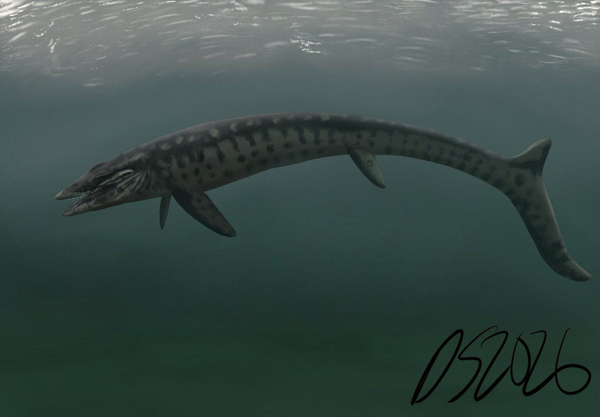 Shamu_blackfish's tweet photo. Orcinus amongst the Lemons

Meet Thoraxion tahlequahae, a newly described genus of mosasaur from Late Cretaceous Belgium. 

A huge congrats to @Paleoartologist and his team for the publication of their monumental work on two incredible mosasaurs. 

#paleoart #mosasaur https://t.co/SGzMxdPcQX