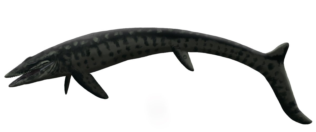 Shamu_blackfish's tweet photo. Orcinus amongst the Lemons

Meet Thoraxion tahlequahae, a newly described genus of mosasaur from Late Cretaceous Belgium. 

A huge congrats to @Paleoartologist and his team for the publication of their monumental work on two incredible mosasaurs. 

#paleoart #mosasaur https://t.co/SGzMxdPcQX