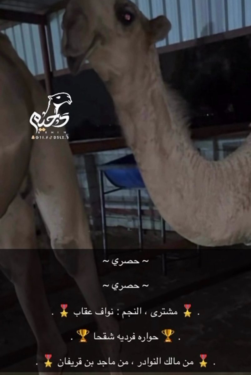 2iixl0's tweet photo. "نعم المشتري ونعم الشرى 👌🏻"

ألف مبروك يابو عقاب الشرى الكفو 😎🔥
حواره فرديه شقحا من منقية 
مالك النوادر ماجد بن قريفان، صفقه كبيره وجباره بين كبار الصنف ما شاء الله تبارك الله.. الله يبارك له فيما أعطاه ويجعلها متبوعة🌟🐪

ما يقتني النادر إلا النادر!✨ #نواف_عقاب https://t.co/BASet8CVC2