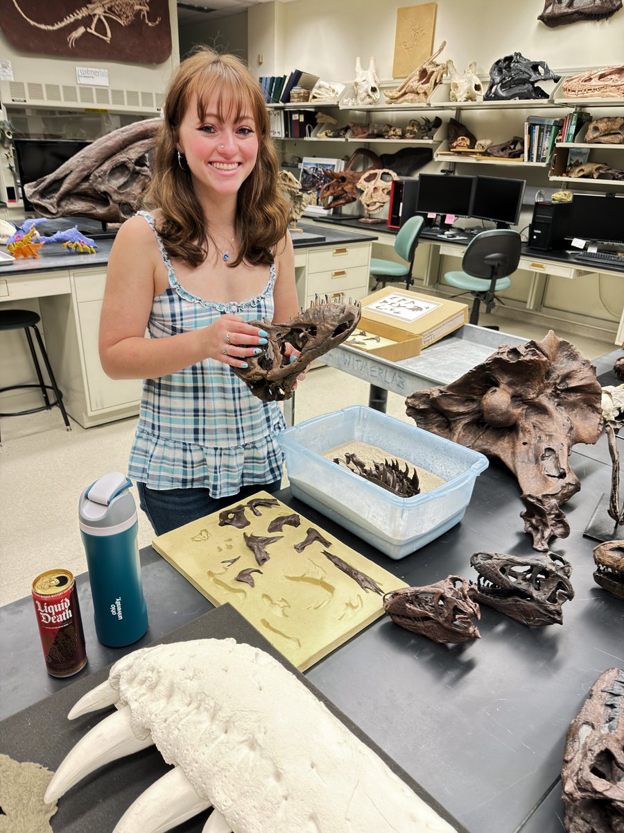 WitmerLab's tweet photo. For #TyrannosaurTuesday, here's @OhioU sophomore researcher Klazina McKeigan digging into the details of T. rex skulls using the brilliant 1/6-scale 3D print set of Stan (NHMAD 2020.00001) from @bhigr_ep. Klazina is training for a new project that you'll hear more about later! 🦖 https://t.co/A1vn7OYS9g