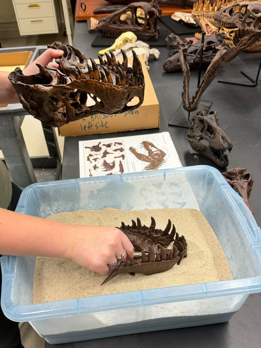 WitmerLab's tweet photo. For #TyrannosaurTuesday, here's @OhioU sophomore researcher Klazina McKeigan digging into the details of T. rex skulls using the brilliant 1/6-scale 3D print set of Stan (NHMAD 2020.00001) from @bhigr_ep. Klazina is training for a new project that you'll hear more about later! 🦖 https://t.co/A1vn7OYS9g