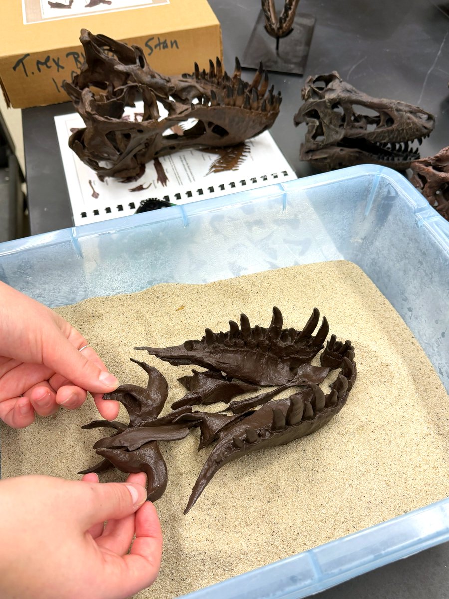 WitmerLab's tweet photo. For #TyrannosaurTuesday, here's @OhioU sophomore researcher Klazina McKeigan digging into the details of T. rex skulls using the brilliant 1/6-scale 3D print set of Stan (NHMAD 2020.00001) from @bhigr_ep. Klazina is training for a new project that you'll hear more about later! 🦖 https://t.co/A1vn7OYS9g