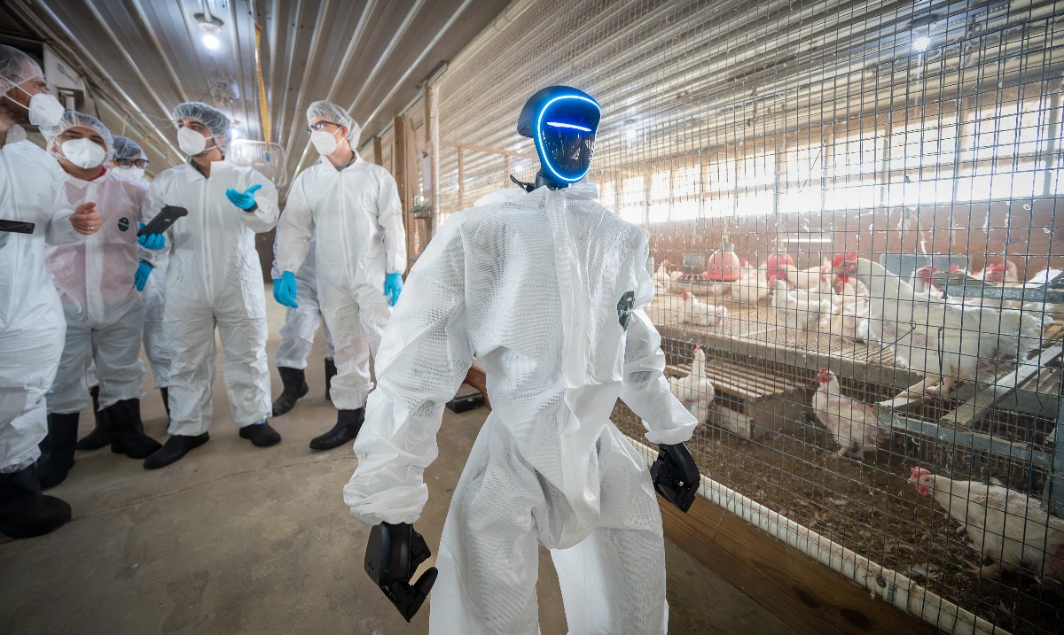 NCStateCALS's tweet photo. From egg-collecting robots to intelligent systems that assess the health of individual birds, NC State’s Artificial Intelligence &amp; Robotics (AIR) Lab is cracking into AI to develop tools that help poultry producers better manage their flocks. 🦾🥚

🔗: https://t.co/lpBrighXmS https://t.co/9dgcobf5Cn