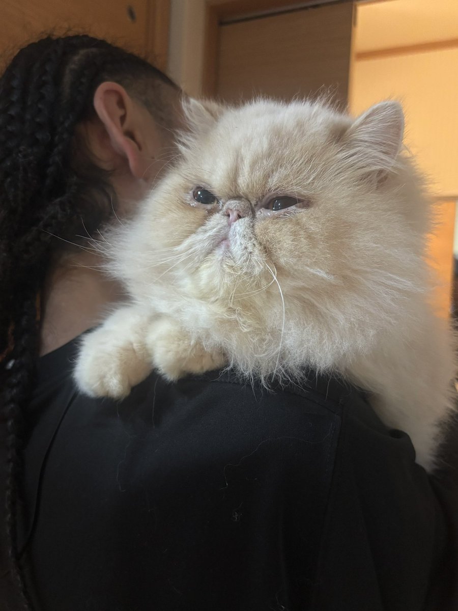 moukitten's tweet photo. おじさんの肩乗りねこ
この抱っこの仕方嫌いで
「ﾅｰｰ!!」って言ってた
写真は耐えてる顔😾 https://t.co/bFvyoCqQbv