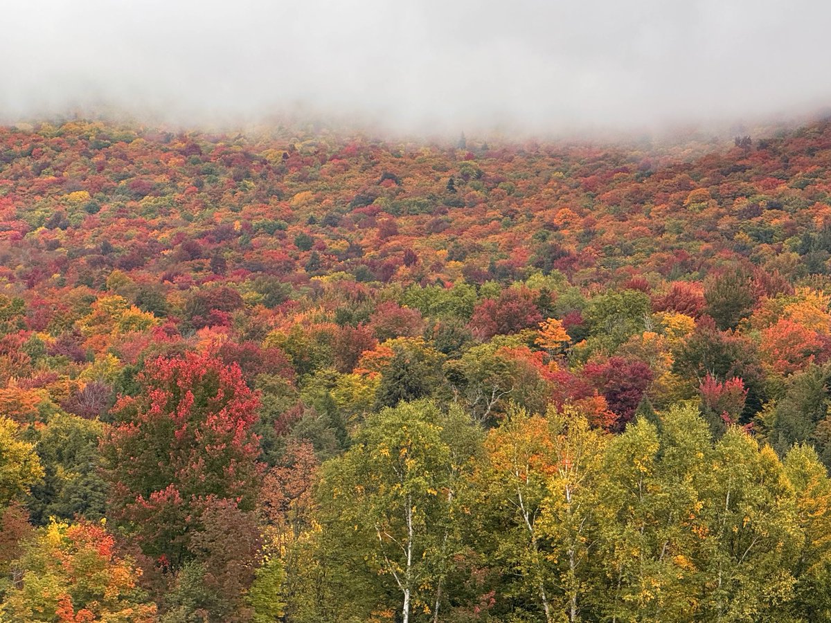 TommyHornWX1's tweet photo. Vermont foliage was on 🔥 today! 
📸 Stowe, VT https://t.co/I12IlKZ75z