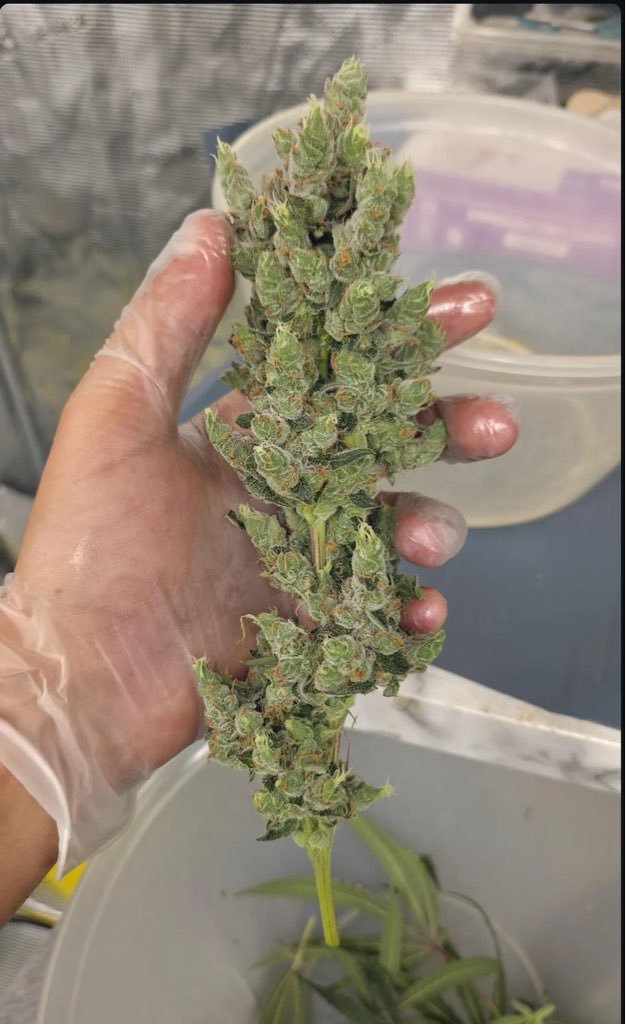 cannbis_farms's tweet photo. Harvested some crazy foxtailes

This is a cut of Lemon Cherry Mints, and it has grown with some crazy foxtailing. https://t.co/YMXv07k13B