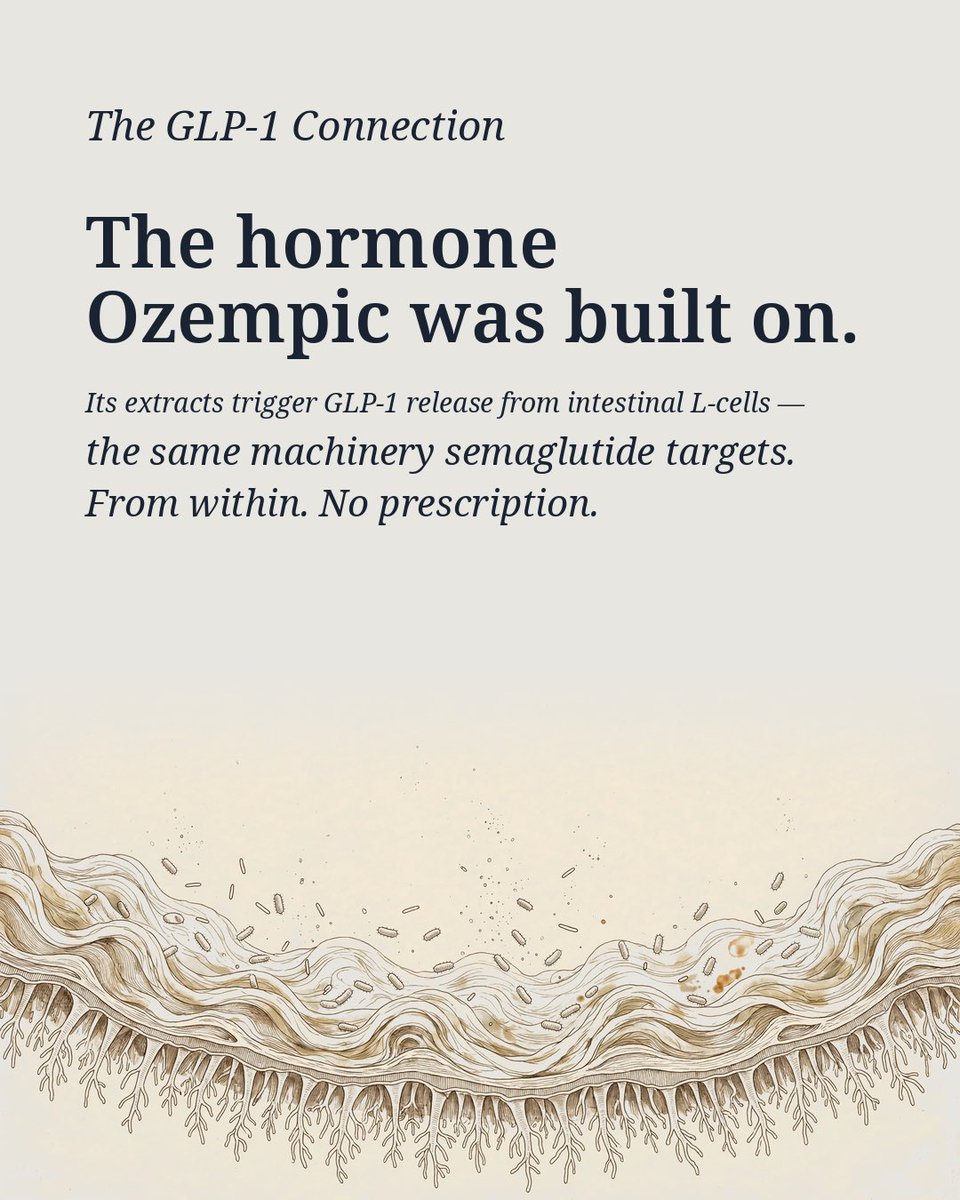 TheLongBecoming's tweet photo. Akkermansia muciniphila keeps showing up in the guts of people who live past 100.

It eats mucus — and builds the wall. Its extracts trigger GLP-1 release from intestinal L-cells, the same hormone Ozempic was built on.

From within. No prescription. 🧵 https://t.co/D8w4BnyCko