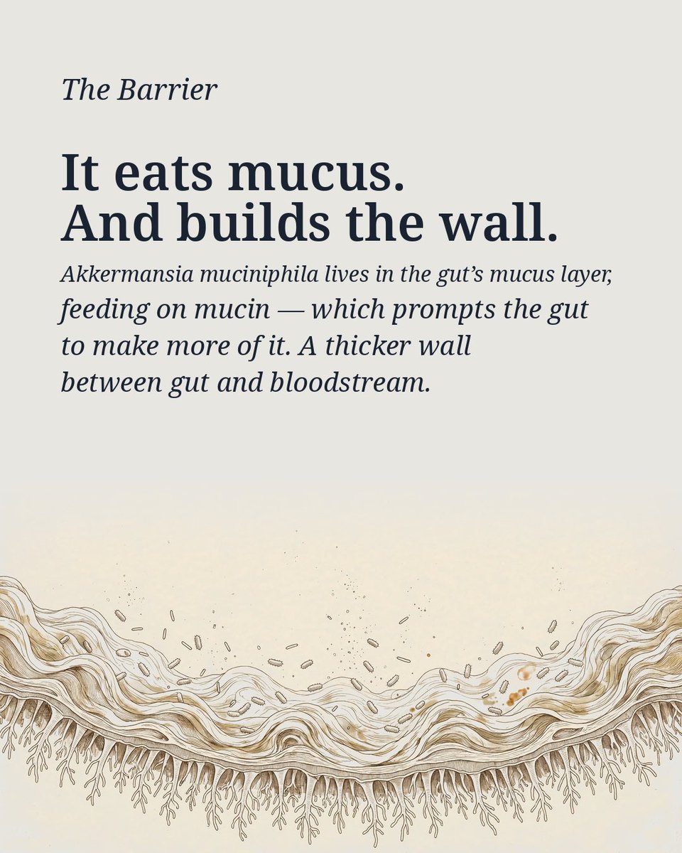 TheLongBecoming's tweet photo. Akkermansia muciniphila keeps showing up in the guts of people who live past 100.

It eats mucus — and builds the wall. Its extracts trigger GLP-1 release from intestinal L-cells, the same hormone Ozempic was built on.

From within. No prescription. 🧵 https://t.co/D8w4BnyCko